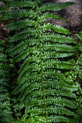 Golden Shield Fern (Dryopteris affinis) ‘Revolvens’