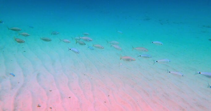 School of salema progy and gilt-head bream fishes cruising over sand bottom, La Favi&egrave;re, Bormes-les-Mimosas, France
