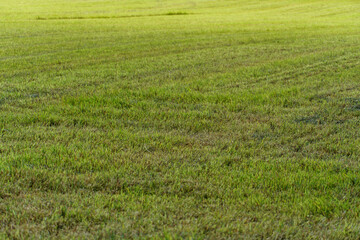 Obraz premium An agricultural field with sprouted young wheat sprouts. Wheat sprouts at sunset. Soft sunset light on a farmer's field. Agribusiness in an ecologically clean area.