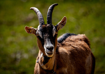 close up of a goat