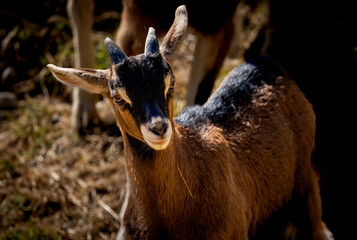 goat closeup