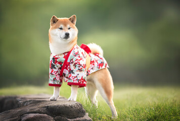 Beautuful fluffy red white japanese shiba inu dog in red kimono standing on a stone parapet in...