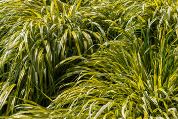 Golden Variegated Hakone Grass (Hakonechloa macra) ‘Aureola’
