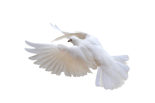 Beautiful of White dove flying isolated on transparent background png file