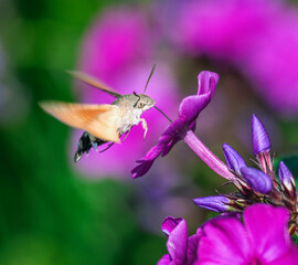 Macro of a flying hummingbird hawkmoth