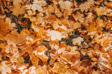 Yellow autumn leaves on the ground view from above. Beautiful autumn background