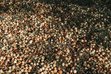 Autumn harvest of apples on the ground in the sun's rays. Natural autumn background