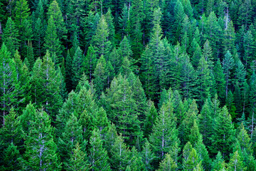 Pine Forest Green Lush Growth in Wilderness