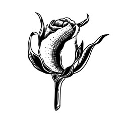 Vector  design rose flower. Good for tshirt design, tattoo art, print art, etc.