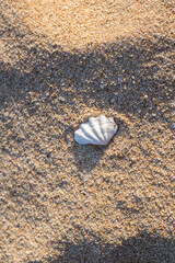 Beautiful embossed white shell on the sand view from above