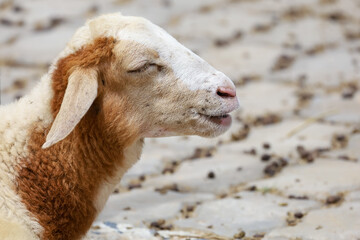 Close up head baby Sheep is rest