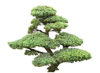 ゴヨウマツ　11月撮影　樹高1m
