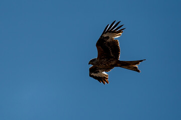 buzzard in flight