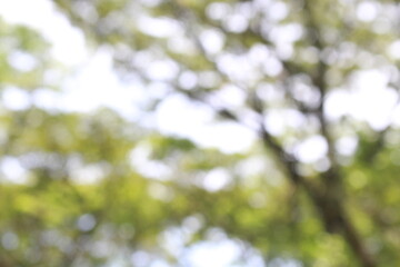 dofocused abstract background of sunlight through the leaves