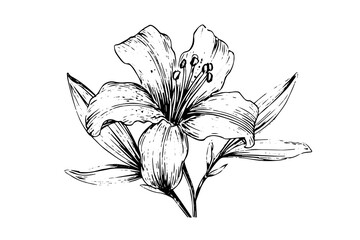 Saffron or crocus hand drawn ink sketch. Vector illustration in engraving vintage style.