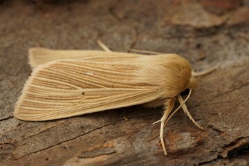 Closeup of the pale brown colored common wainscot moth, Mythimna pallens on piece of wood in the...