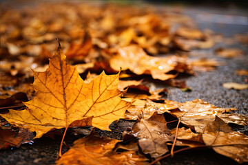 autumn leaves in the rain