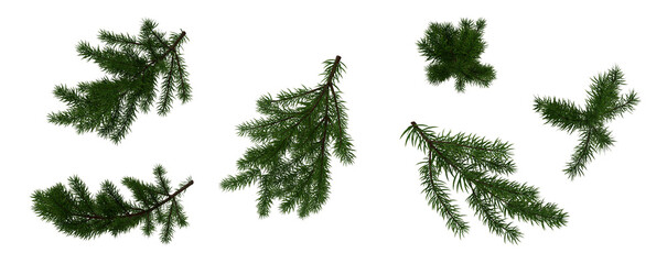 fir branch on transparent background