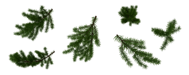 fir branch on transparent background