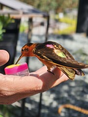 Landscape with birds and termal hot pools in Termales del Ruiz, Villamaria, Caldas, Colombia near Manizales, Caldas