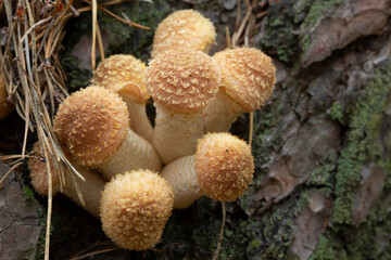Mushrooms family on a tree.