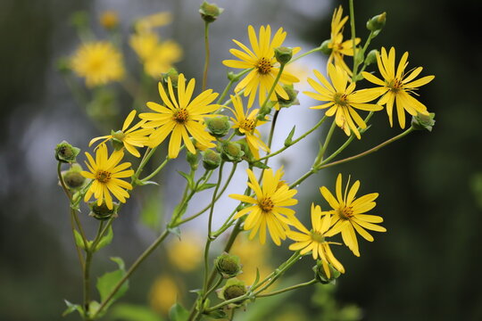 Silphium perfoliatum. Yellow flowers of the cup plant.