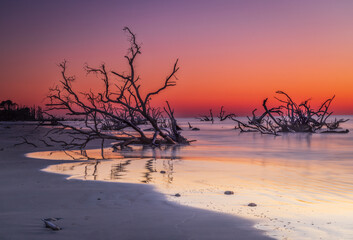 Driftwood at sunrise on Boneyard Beach, Beaufort, South Carolina.