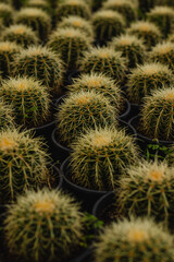 cacto na cidade de Holambra, Estado de S&atilde;o Paulo, Brasil