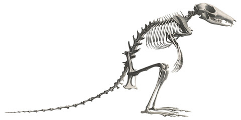 Wallaby Animal Anatomy Skeleton Scientific Illustration Skull And Bones