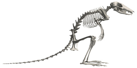 Wallaby Animal Anatomy Skeleton Scientific Illustration Skull And Bones © ElCutter