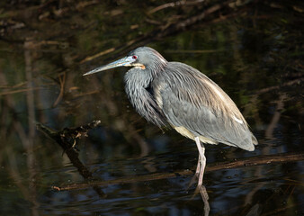 Tri-colored Heron at the Cypress Wetlands, Beaufort, South Carolina.
