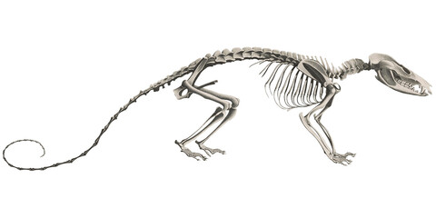 Opossum Anatomy Skeleton Scientific Illustration Animal Anatomic Design