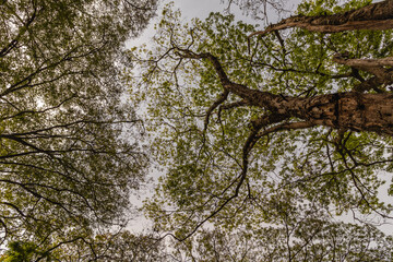 Árvore na cidade de Holambra, Estado de São Paulo, Brasil