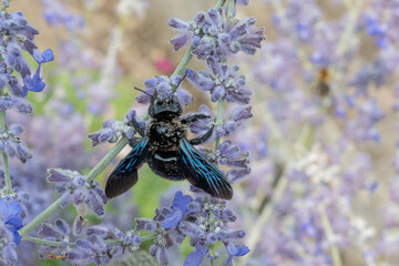 Xylocopa violacea, Violet carpenter bee with pollen on a purple flower