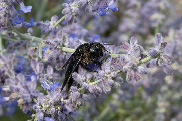 Xylocopa violacea, Violet carpenter bee with pollen on a purple flower