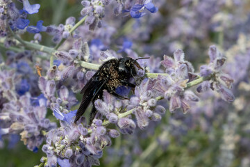 Xylocopa violacea, Violet carpenter bee with pollen on a purple flower