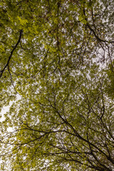 Árvore na cidade de Holambra, Estado de São Paulo, Brasil