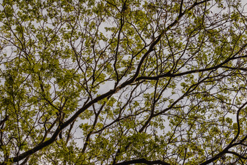 Árvore na cidade de Holambra, Estado de São Paulo, Brasil