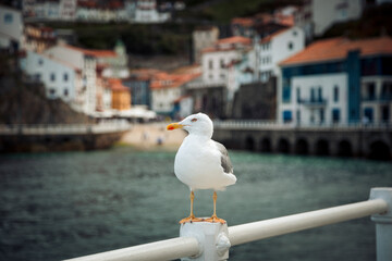 Cudillero pueblo marinero de Asturias con sus típicas gaviotas por doquier.
