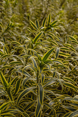 Árvore na cidade de Holambra, Estado de São Paulo, Brasil
