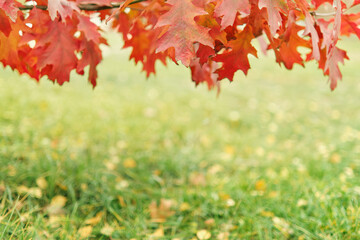 Red oak leaves over grass. Autumn background.