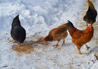 Hens and rooster in yard