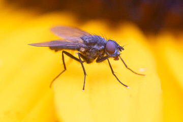 Macro shot of tachinid fly