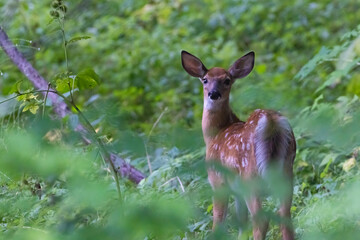 baby white-tailed deer in summer