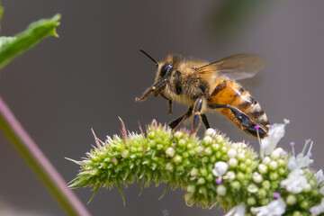 western honey bee or European honey bee (Apis mellifera) 