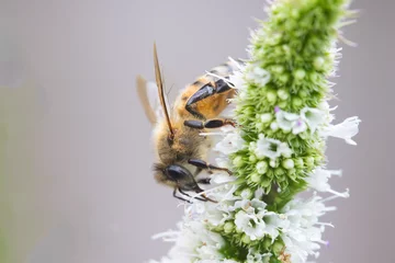 Poster western honey bee or European honey bee (Apis mellifera)  © Mircea Costina