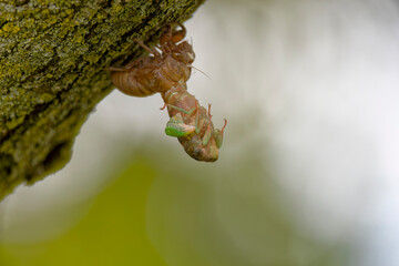 The dog-day cicada (Neotibicen canicularis). The final stage of the larval to adult insect transformation