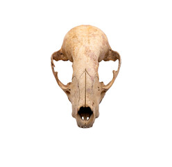 Frontal view of a rabbit skull on a transparent background 