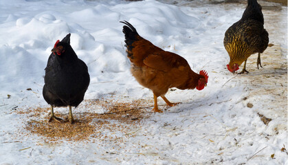 Hens and rooster in yard