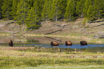 Bison crossing a pond in Yellowstone National Park